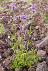 Penstemon cinicola