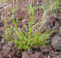 Penstemon cinicola