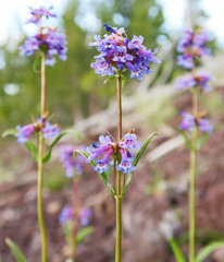 Penstemon cinicola