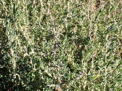 Sclerolaena muricata muricata