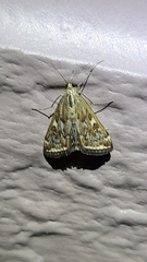 Loxostege munroealis