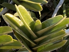 Tridactyle bicaudata