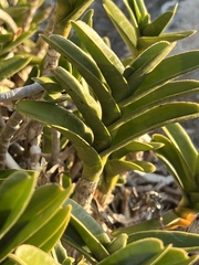 Tridactyle bicaudata