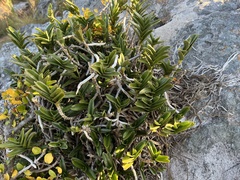 Tridactyle bicaudata