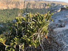Tridactyle bicaudata
