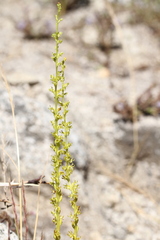 Platanthera colemanii