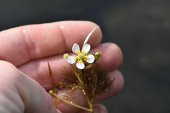 Ranunculus circinatus