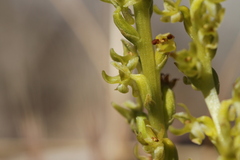 Platanthera colemanii