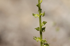 Platanthera colemanii
