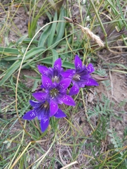 Gentiana dahurica