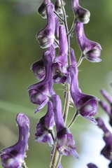 Aconitum septentrionale