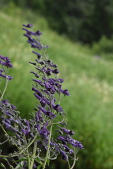 Aconitum septentrionale