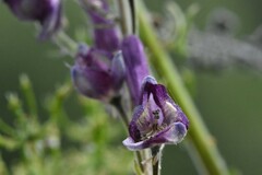 Aconitum septentrionale
