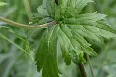 Aconitum septentrionale
