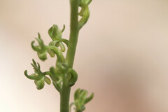 Platanthera colemanii