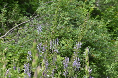 Aconitum septentrionale