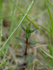 Gratiola officinalis