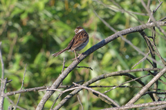 Emberiza schoeniclus