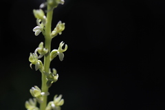 Platanthera colemanii