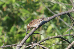 Emberiza schoeniclus