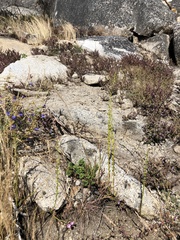 Platanthera colemanii