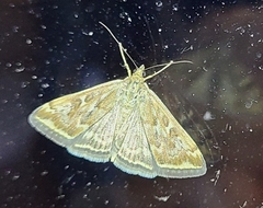 Loxostege munroealis