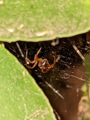 Steatoda nobilis