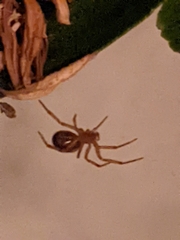 Steatoda nobilis