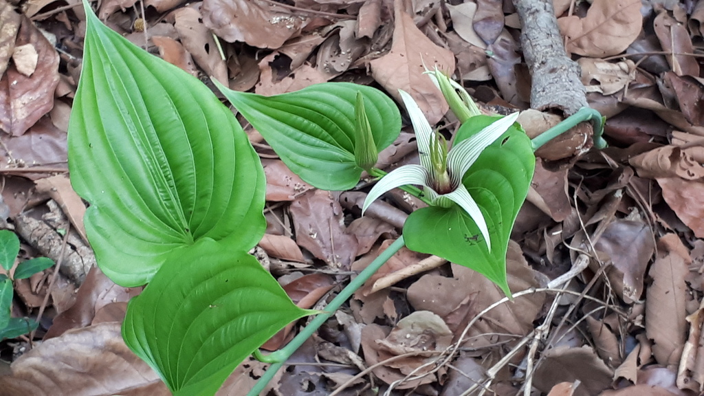 Stemona phyllantha