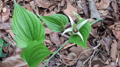 Stemona phyllantha