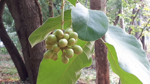 Cananga brandisiana