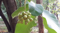 Miliusa velutina