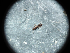 Anochetus graeffei