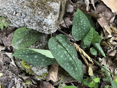 Ljekoviti plućnjak (Pulmonaria officinalis)