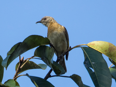 Conopophila albogularis