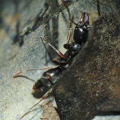Mesoponera australis