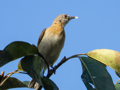 Conopophila albogularis