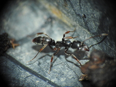 Mesoponera australis