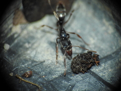 Mesoponera australis