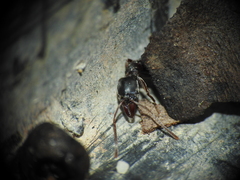 Mesoponera australis