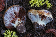 Cortinarius verrucisporus