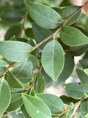 Cryptocarya wyliei