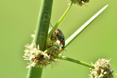 Clanoptilus marginellus