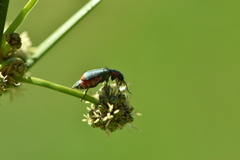 Clanoptilus marginellus