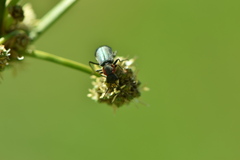 Clanoptilus marginellus