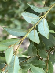 Cryptocarya wyliei