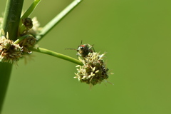 Clanoptilus marginellus