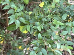 Cryptocarya wyliei