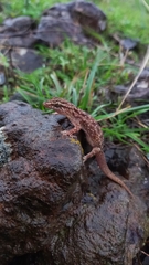 Hemidactylus murrayi