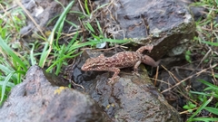 Hemidactylus murrayi